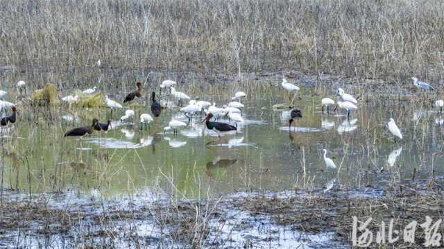 滹沱河畔鸟儿欢