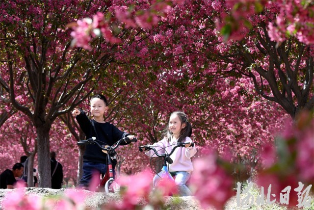 海棠花开醉游人