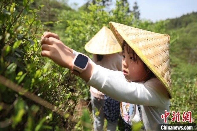 江西南昌：游客茶场沉浸式体验春茶采摘