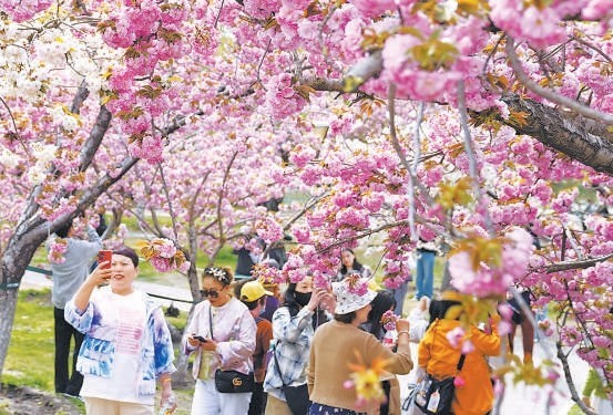 风后百花坚 游客兴致高