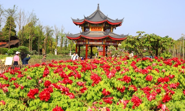 四月芳菲醉春光 峨眉山盛大的花事正在上演