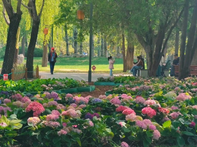 北京日坛公园现实版“莫奈花园”