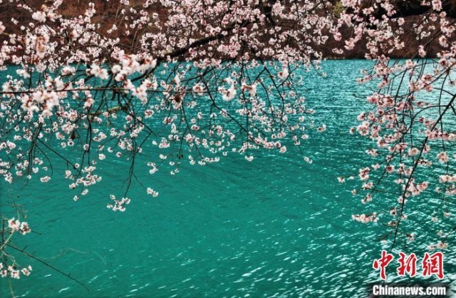 九寨沟景区桃花盛开引游人