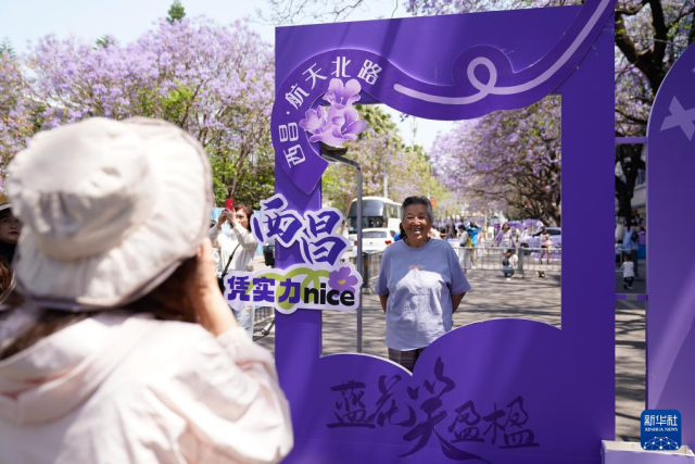 四川西昌：蓝花楹下好春光