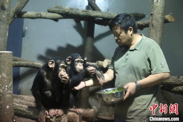成都动物园黑猩猩家族迎来新成员