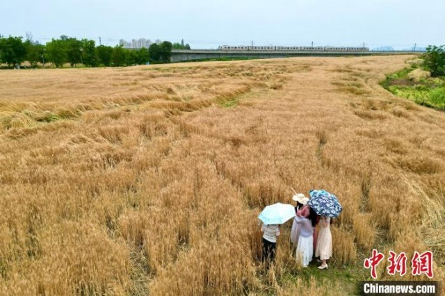 四川成都：民众打卡金色麦田景观
