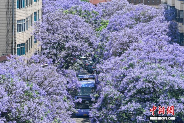 昆明蓝花楹迎盛花期 游客周末共赴紫色花海之约