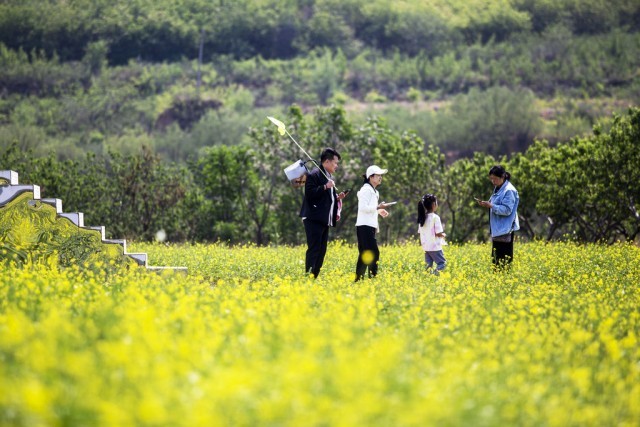 油菜花海引客来