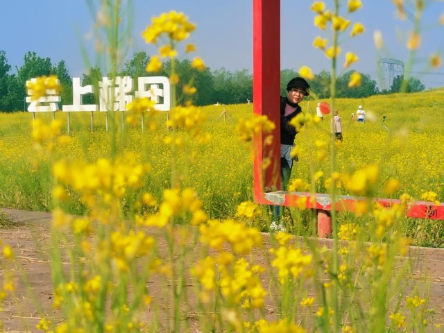 坠入金色花海！温榆河芸上梯田油菜花盛放