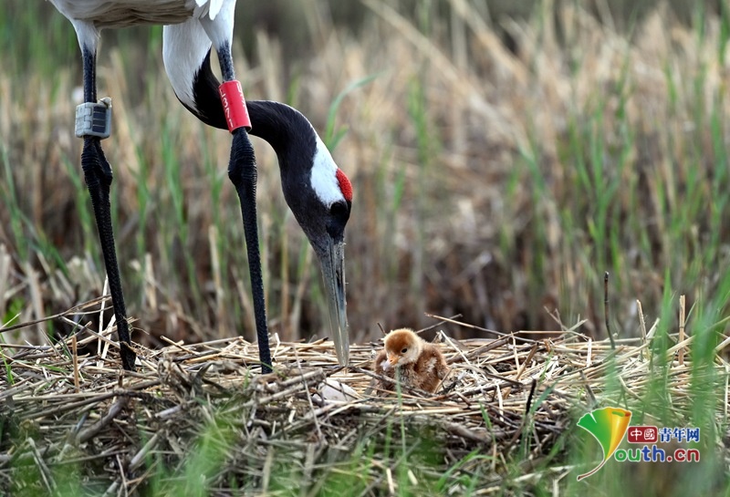 黑龙江扎龙国家级自然保护区迎来丹顶鹤野外繁殖高峰