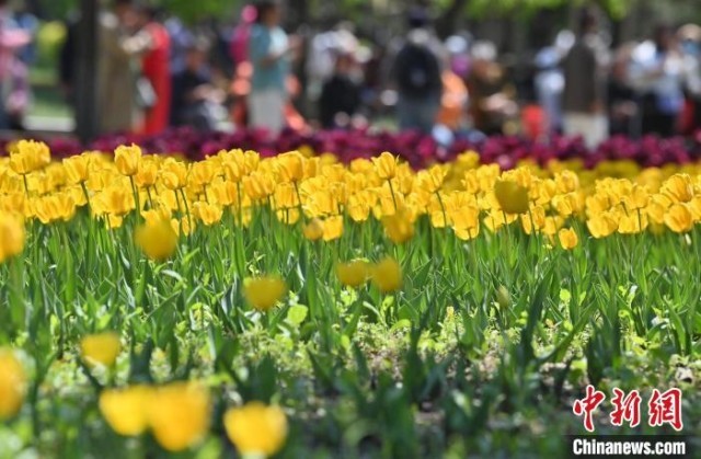 长春近十万株郁金香竞相绽放